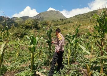 Polsek Kurulu Pantau Perkembangan Tanaman Jagung Kuartal III, Dukung Program Ketahanan Pangan Nasional