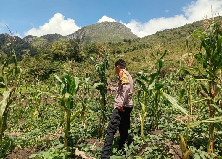 Polsek Kurulu Pantau Perkembangan Tanaman Jagung Kuartal III, Dukung Program Ketahanan Pangan Nasional