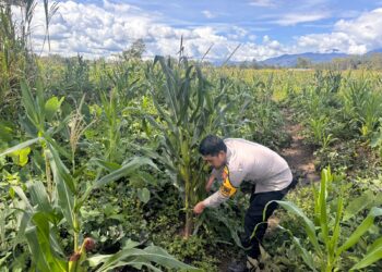Dukung Ketahanan Pangan, Polsek Kawasan Bandara Tinjau Lahan Jagung dan Tumpang Sari