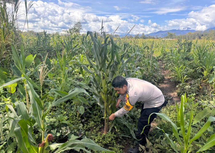Dukung Ketahanan Pangan, Polsek Kawasan Bandara Tinjau Lahan Jagung dan Tumpang Sari