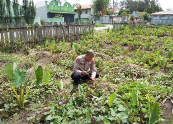 Perkuat Kemitraan, Polsek Wamena Kota Gerakkan Penanaman Jagung