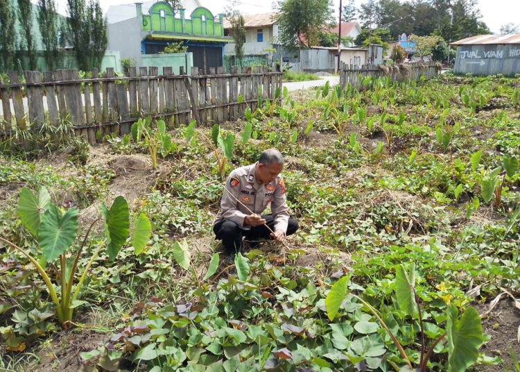 Perkuat Kemitraan, Polsek Wamena Kota Gerakkan Penanaman Jagung