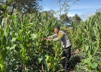 Wujud Kepedulian Polri, Pengecekan Jagung di Distrik Wesaput