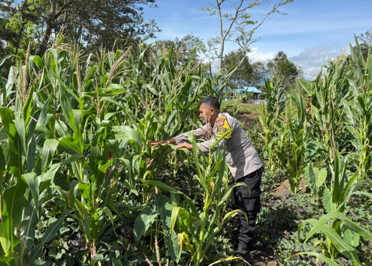 Wujud Kepedulian Polri, Pengecekan Jagung di Distrik Wesaput