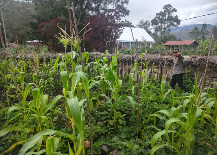 Dukung Ketahanan Pangan, Polsek Bolakme Tinjau Pertumbuhan Jagung di Dua Lahan Warga