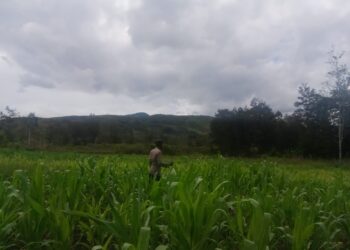 Polsek Asologaima cek perkembangan tanaman jagung di kampung kimbim