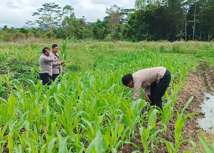 Polres Jayawijaya Cek Pertumbuhan Jagung di Elagaima