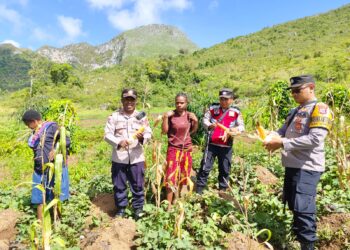 Polsek Kurulu Panen Jagung Bersama Pok Tani Silimo