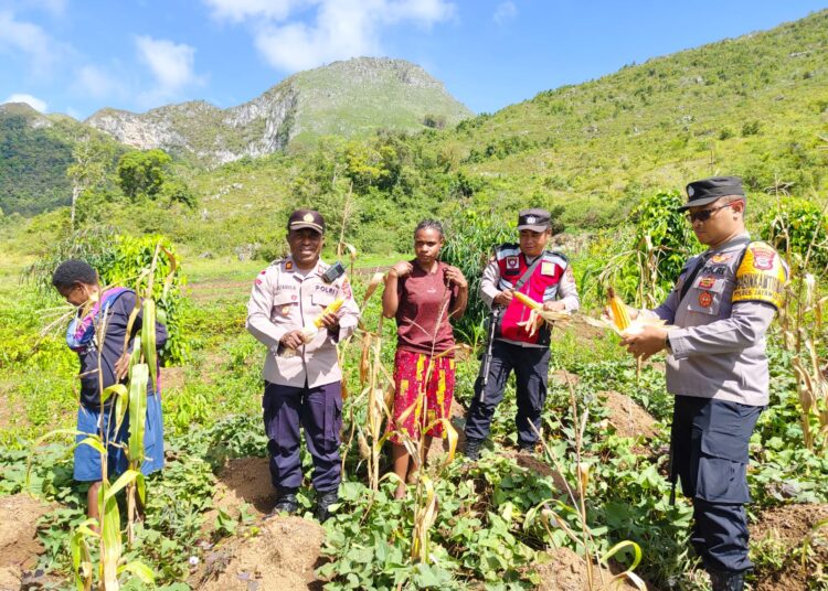 Polsek Kurulu Panen Jagung Bersama Pok Tani Silimo
