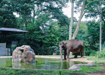 Pemkot Bandung Tegaskan Pemberian Pakan Satwa Bonbin Bandung Kewajiban Kementerian Kehutanan
