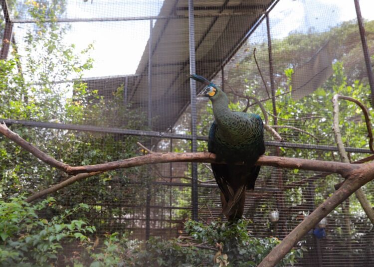 Pakan Satwa Dipantau Ketat, Kondisi Satwa Bandung Zoo Relatif Sehat