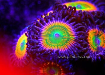 Kenali Super Flu Varian Baru, Simak Langkah yang Harus dan Jangan Dilakukan!