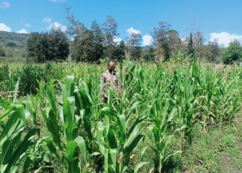 Polsek Asologaima, Laksanakan Pengecekan Lahan Jagung Program Ketahanan Pangan