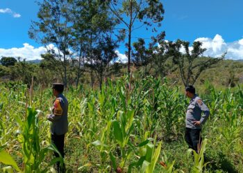 Polres Jayawijaya Dukung Program Ketahanan Pangan, Melalui Pengecekan Lahan Jagung