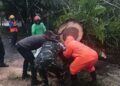 Bantu Tangani Pohon Tumbang Yang Menutupi Akses Jalan Utama, Koramil 1310-04/Dimembe Gerak Cepat