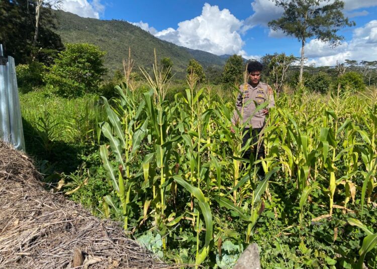 Polsek Bolakme Pantau Perkembangan Penanaman Jagung Program Pekarangan Pangan Bergizi Kuartal III