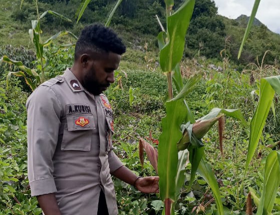 Polsek Kurulu Laksanakan Pengecekan Perkembangan Penanaman Jagung Kuartal III