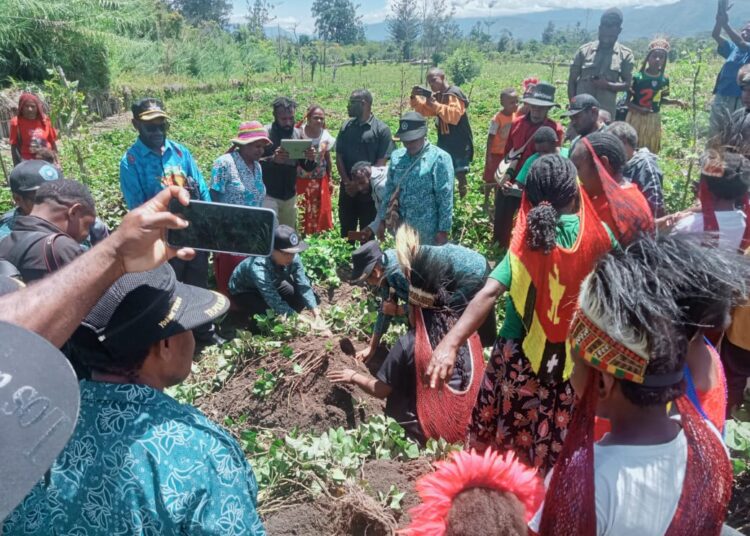 Polsek Asologaima Hadir dan Amankan Panen Raya Ubi Jalar di Wamena