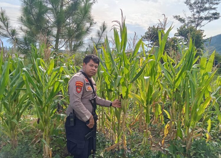 Polsek Kurulu Lakukan Pengecekan Perkembangan Tanaman Jagung Kuartal III