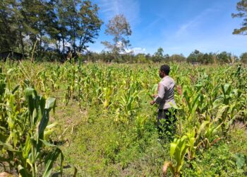 Polsek Kawasan Bandara Lakukan Pengecekan Lahan Jagung, Program Ketahanan Pangan Kuartal IV