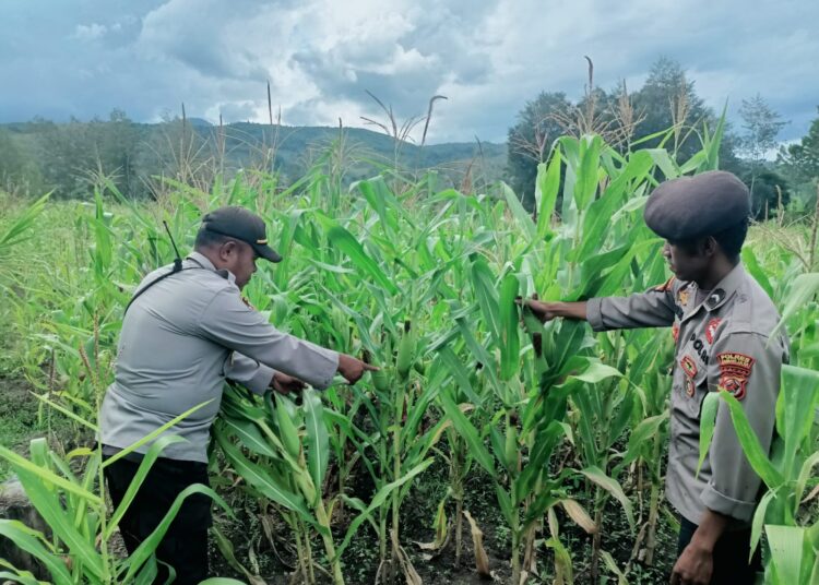 Polsek Asologaima Lakukan Pengecekan Lahan Jagung Program Ketahanan Pangan di Kampung Kimbim