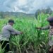 Polsek Asologaima Lakukan Pengecekan Lahan Jagung Program Ketahanan Pangan di Kampung Kimbim