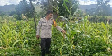 Polsek Bolakme Cek Perkembangan Tanaman Jagung di Kampung Bolakme