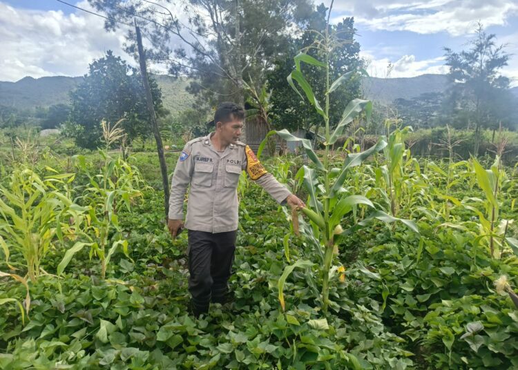 Polsek Bolakme Cek Perkembangan Tanaman Jagung di Kampung Bolakme