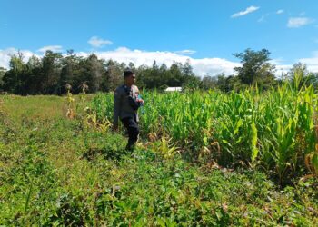 Polres Jayawijaya Cek Tanaman Jagung Ketahanan Pangan di Wamena