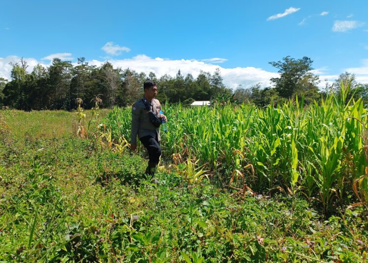 Polres Jayawijaya Cek Tanaman Jagung Ketahanan Pangan di Wamena