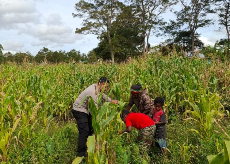 Polres Jayawijaya Cek Lahan Jagung Ketahanan Pangan di Kampung Wesagenya