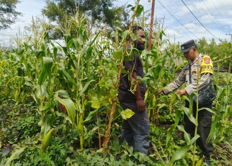 Polres Jayawijaya Cek Lahan Jagung Ketahanan Pangan di Ilokama