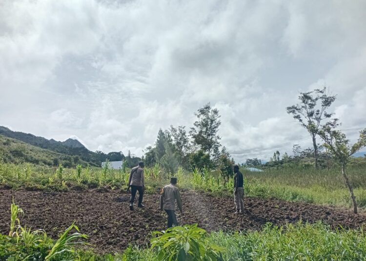 Polres Jayawijaya Pantau Tanaman Jagung Program Ketahanan di Usilimo