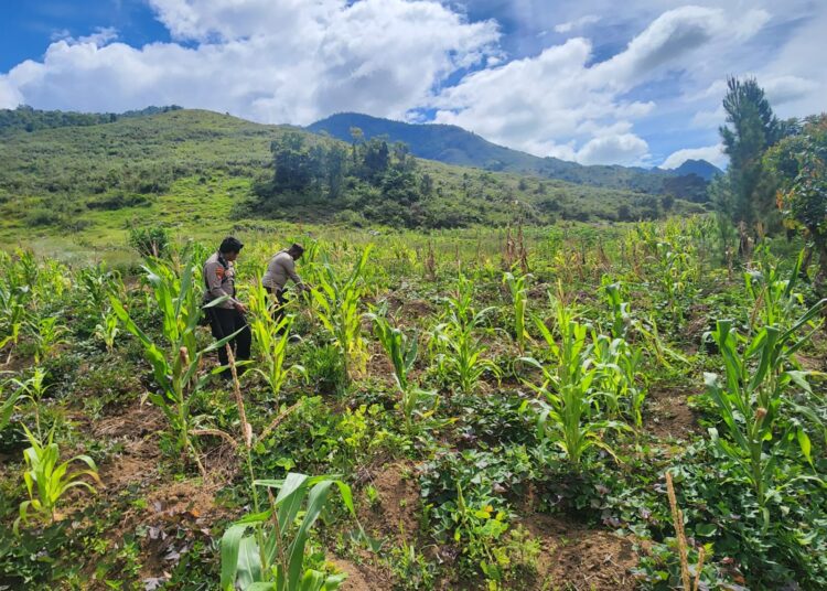 Polsek Kurulu Laksanakan Pengecekan Perkembangan Tanaman Jagung Kuartal IV di Distrik Usilimo