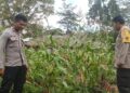 Polsek Bolakme Lakukan Pengecekan Program Ketahanan Pangan Jagung di Kampung Bolakme
