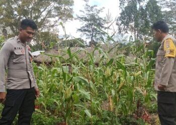 Polsek Bolakme Lakukan Pengecekan Program Ketahanan Pangan Jagung di Kampung Bolakme