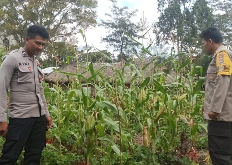 Polsek Bolakme Lakukan Pengecekan Program Ketahanan Pangan Jagung di Kampung Bolakme