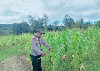 Polsek Asologaima Laksanakan Pengecekan Lahan Jagung Program Ketahanan Pangan di Kampung Kimbim
