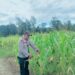Polsek Asologaima Laksanakan Pengecekan Lahan Jagung Program Ketahanan Pangan di Kampung Kimbim
