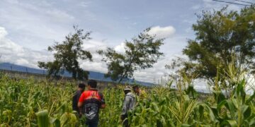 Polsek Wamena Kota Lakukan Pengecekan Lahan Jagung Program Ketahanan Pangan di Kampung Ilokama