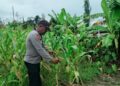 Polsek Asologaima Lakukan Pengecekan Lahan Jagung Program Ketahanan Pangan di Kampung Kimbim