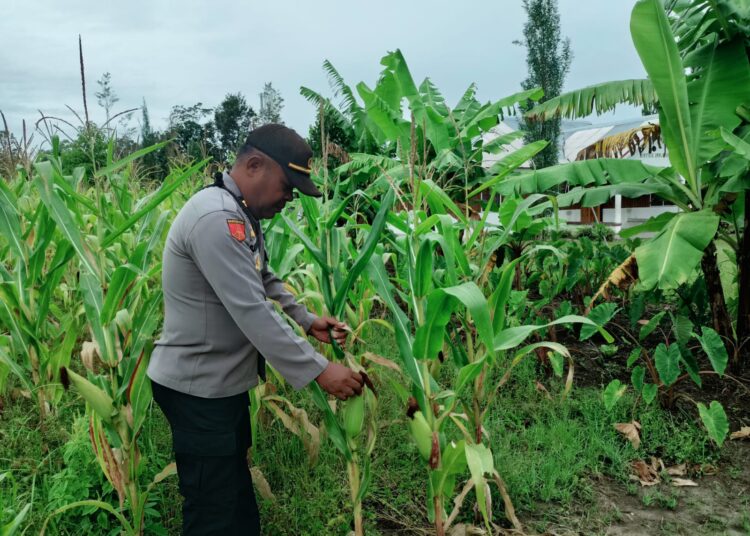 Polsek Asologaima Lakukan Pengecekan Lahan Jagung Program Ketahanan Pangan di Kampung Kimbim