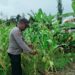 Polsek Asologaima Lakukan Pengecekan Lahan Jagung Program Ketahanan Pangan di Kampung Kimbim