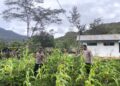 Polres Jayawijaya Laksanakan Pengecekan Perkembangan Jagung Program Ketahanan di Wamena
