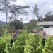 Polres Jayawijaya Laksanakan Pengecekan Perkembangan Jagung Program Ketahanan di Wamena