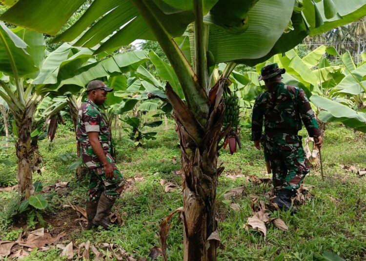 Tingkatkan Ketahanan Pangan, Personel Kodim 1310/Bitung Lakukan Perawatan Tanaman dan Ternak di Lokasi Kompi Produksi