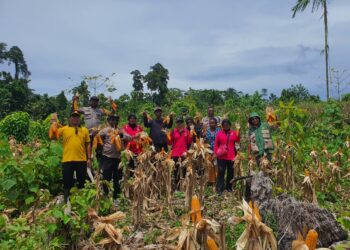 Dari Ladang Jagung, Polri Menjawab Instruksi Presiden: Fakfak Barat Panen untuk Ketahanan Pangan