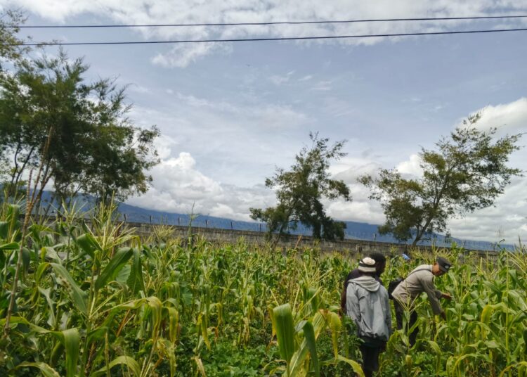 Polres Jayawijaya Lakukan Pengecekan Lahan Jagung Program Ketahanan Pangan di Wamena