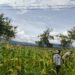 Polres Jayawijaya Lakukan Pengecekan Lahan Jagung Program Ketahanan Pangan di Wamena