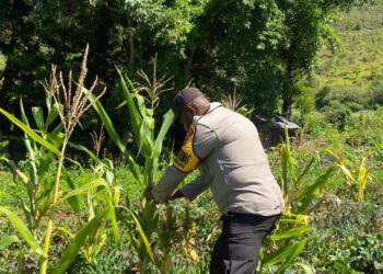Polsek Kurulu Lakukan Pengecekan Perkembangan Tanaman Jagung Kuartal IV